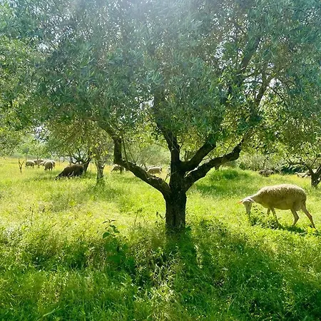 Apartment Cortina House Berat