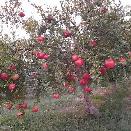 Διαμέρισμα Cortina House Berat Κουτσόβα
